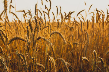 Agricultural landscape. Ripe spikelets of rye in the golden rays of the setting sun. Beautiful nature at sunset.