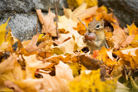 Close up of Eastern chipmunk eating nut