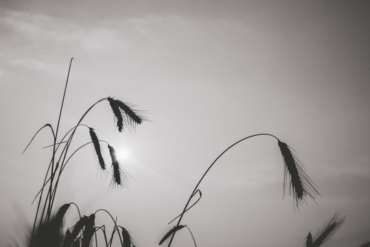golden spikelets of rye close-up. Light at sunset. black and white