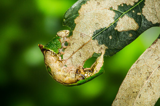 Close up of lacecapped caterpillar on oak leaf