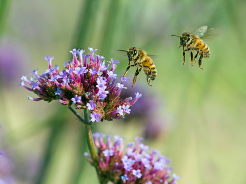 Western honey bee pollinating on verbena flowers