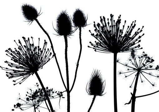 Silhouette of erect hedgeparsley