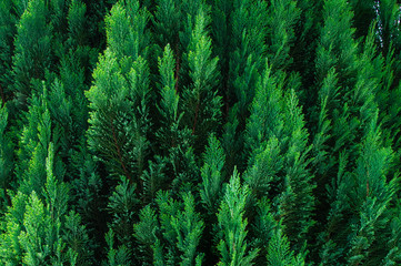 Greens, tree, spruce, fir, background