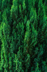 Greens, tree, spruce, fir, background