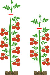 How to prune indeterminate tomatoes plant. Tomato pruning scheme