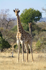South African Giraffe (Giraffa camelopardalis giraffa)