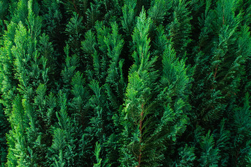 Greens, tree, spruce, fir, background