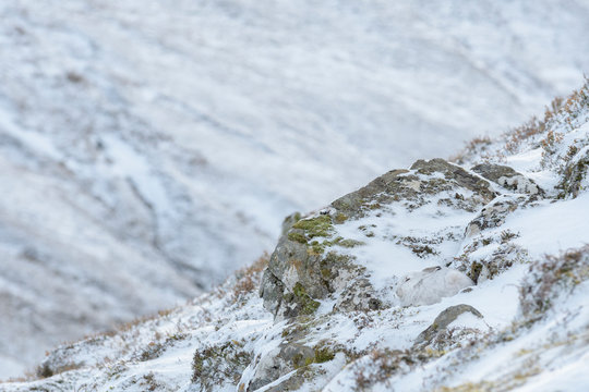 Mountain hare sitting on snow covered rock
