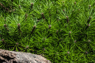 Greens, tree, spruce, fir, background