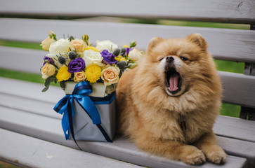 red fluffy pomeranian dog on grey wooden bench and a bouquet of purple and yellow flowers in decorative box with blue bow. Concept of gift.