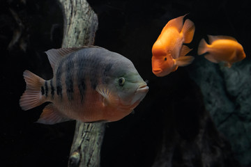 Obraz premium Beautiful aquarium fish cichlasoma bocourti, neetroplus bocourti