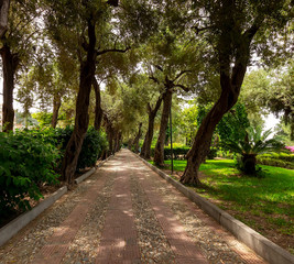 Fototapeta na wymiar green city park during a sunny day , view at the alley of memory of the fallen , shady track between olives , noboody and silence