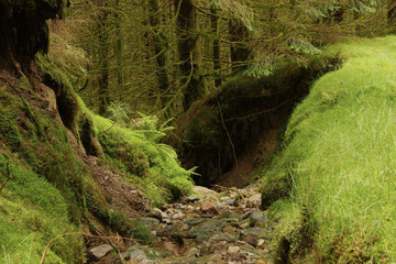 Riverbed in the woods