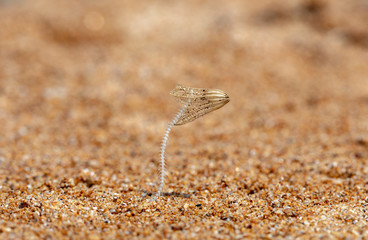fish skeleton and dry flower in the sand