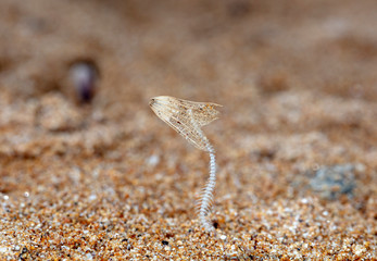 fish skeleton and dry flower in the sand
