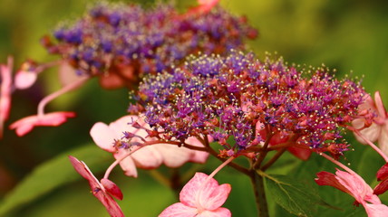 アジサイ ピンクの清澄沢