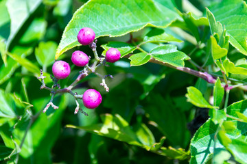 Wild Berries on the vine. Green leaf plant