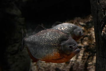The red-bellied piranha, also known as the red piranha (Pygocentrus nattereri), is a aggressive fish from  Amazon