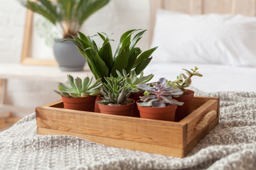 Succulents in the pots in the bedroom