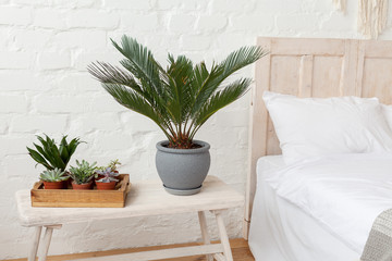 Big and small home plants at the Scandinavian style bedroom