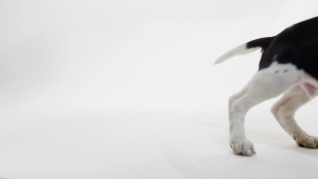 Baby Puppy Beagle on White Background playful slow motion
