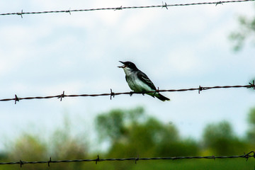 Bird on a wire 2