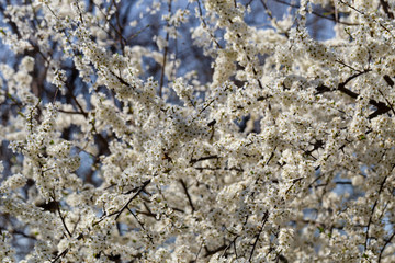 Plum blossom in April. White flowers of fruit tree. Bees and other insects pollinate flowers.