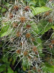 Clematis vitalba seeds ( Old-man's-beard , Traveler's-joy , Evergreen clematis)