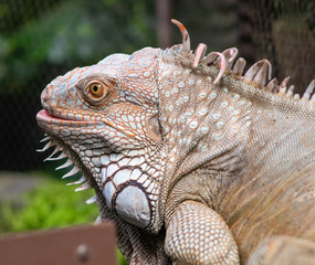 Iguana in zoo