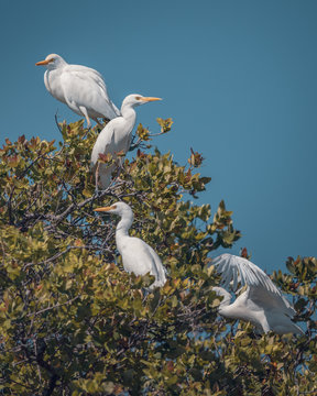 Egrets siting on tree branch