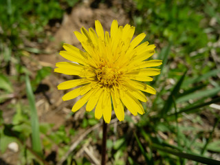 Dandelion