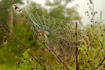 background spider web in morning dew drops on green grass. sun glare
