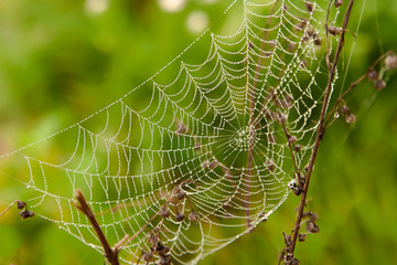 background spider web in morning dew drops on green grass. sun glare