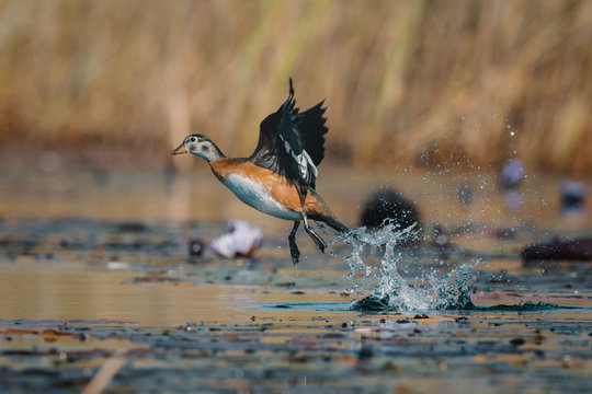 Close up view of African pygmy goose taking flight