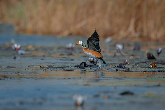 African pygmy goose taking flight