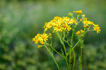 Little yellow flowers in the field, Senecio jacobaea