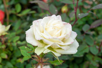 A white rose Bud on a blurred Bush background.