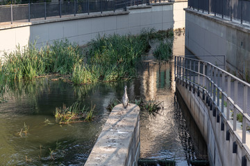 View of uncovered river Elstermuehlgraben in Leipzig with a heron in the foreground