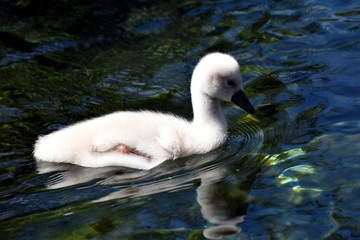 Cignetto che si riflette nell'acqua