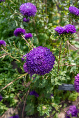China aster purple flower head