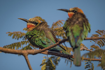 Two white fronted bee eaters perched with retracted neck and ruffled feathers