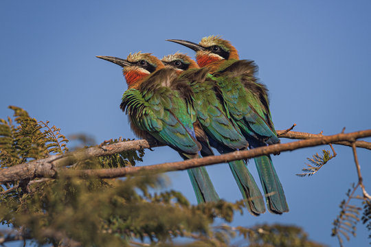 Three white fronted bee eaters sitting close to each other with retracted necks