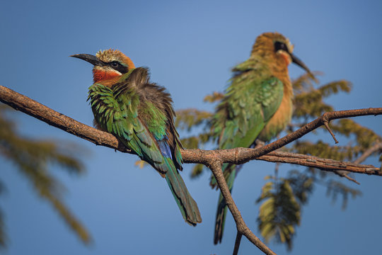 Two white fronted bee eaters perched with retracted neck and ruffled feathers