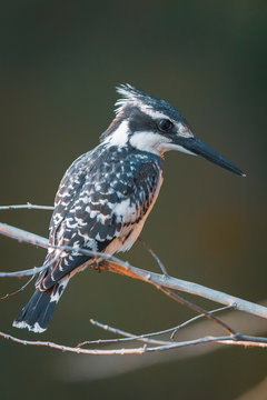 Low angle view of a perched pied kingfisher