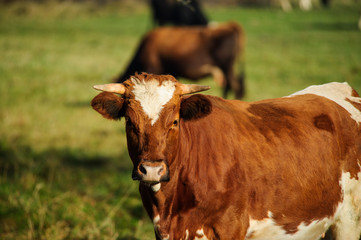 Naklejka na ściany i meble cow on the green pasture
