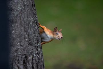 squirrel
