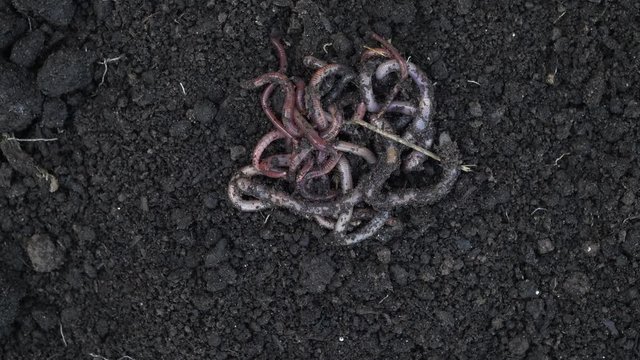 Heap of earthworms moving in the soil. Fertilize the soil, good for crops. Agriculture and fishing footage.