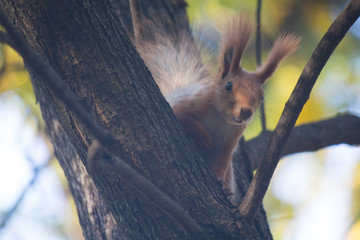 Squirrel