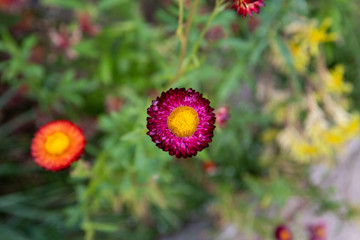 Top view of a purple and yellow Helichrysum flower