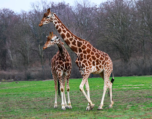 Naklejka na ściany i meble baby and mother reticulated giraffes in a prairie